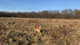 Hundeauslaufgebiet-Lohe Hundewiese-Bild