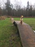 Hundeauslaufgebiet-Damwild-Gehege-Bild