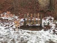 Hundeauslaufgebiet-Ukleisee Rundweg-Bild