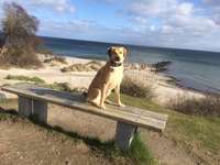 Hundeauslaufgebiet-Bliesdorf-Bild