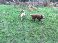 Hundeauslaufgebiet-Damwild-Gehege-Bild