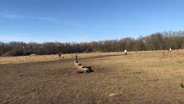 Hundeauslaufgebiet-Lohe Hundewiese-Bild