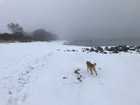 Hundeauslaufgebiet-Bliesdorf-Bild