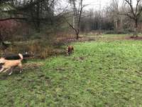 Hundeauslaufgebiet-Damwild-Gehege-Bild