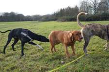 Hundeauslaufgebiet-Bayerhansen Wiesen-Bild