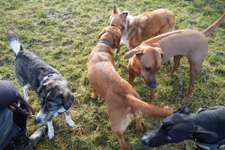 Hundeauslaufgebiet-Bayerhansen Wiesen-Bild