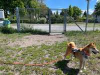 Hundeauslaufgebiet-Hundewiese Finkenkrug-Bild