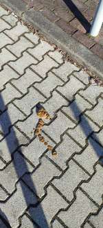 Flüssiger Stuhl-Beitrag-Bild