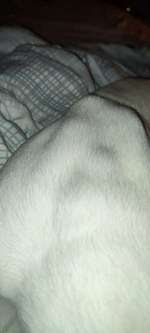 Beulen auf Welpen Rücken-Beitrag-Bild