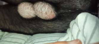 Rötliche Hoden/ Verfärbung der Hoden-Beitrag-Bild