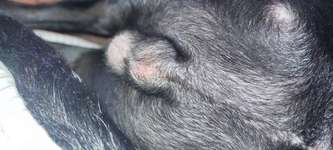 Rötliche Hoden/ Verfärbung der Hoden-Beitrag-Bild