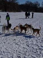 Hundeauslaufgebiet-An der Schlossmauer-Bild