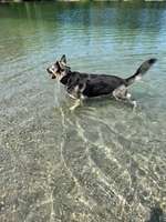 Hundeauslaufgebiet-Binsfeld-Bild