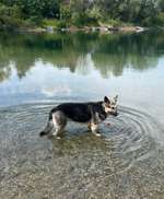 Hundeauslaufgebiet-Binsfeld-Bild