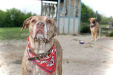 Hundeauslaufgebiet-Hagen Haspe-Bild