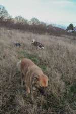 Hundeauslaufgebiet-Fleyer Wald-Bild