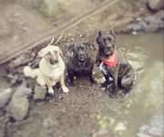 Hundeauslaufgebiet-Fleyer Wald-Bild