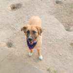 Hundeauslaufgebiet-Hagen Haspe-Bild