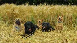 Hundeauslaufgebiet-Fleyer Wald-Bild