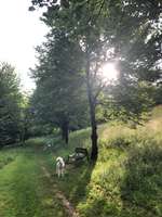 Hundeauslaufgebiet-Frauenland I-Bild