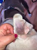 Blutohr?-Beitrag-Bild