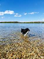 Hundeauslaufgebiet-Moritzsee-Bild