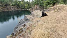 Hundeauslaufgebiet-Brandiser Forst-Bild