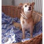 Suchmeldung-Runa-Bild