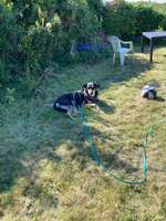 Neue Umgebung/Pachtgarten
- Hund bellt dauernd-Beitrag-Bild