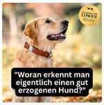 Hundehalsband mit integrierter Leine-Beitrag-Bild