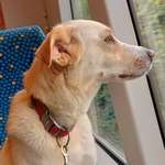 Ersteller:in Sheena Profilbild