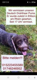 Suchmeldung-Puma-Bild