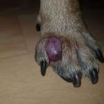 Entzündung/Abzess zwischen den Zehen-Beitrag-Bild