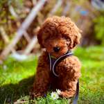 Fell an den Pfoten trimmen, Krallen schneiden, Ohrenhaare zupfen-Beitrag-Bild