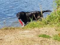 Hundeauslaufgebiet-Hundewiese Witten-Herbede-Bild