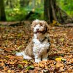 Ersteller:in Alex Profilbild