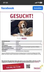 Suchmeldung-Beagle-Bild