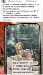 Suchmeldung-Beagle-Bild