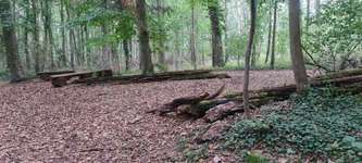 Hundeauslaufgebiet-Waldstück hinterm Herrnsheimer See-Bild