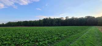 Hundeauslaufgebiet-Waldstück hinterm Herrnsheimer See-Bild
