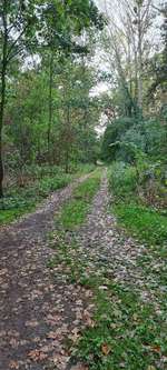 Hundeauslaufgebiet-Waldstück hinterm Herrnsheimer See-Bild