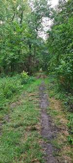 Hundeauslaufgebiet-Waldstück hinterm Herrnsheimer See-Bild