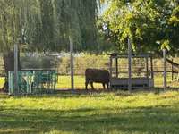 Hundeauslaufgebiet-Hundewiese Münster (Hessen)-Bild