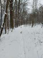 Hundeauslaufgebiet-Waldgebiet Knittelholz-Bild