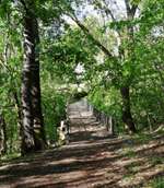 Hundeauslaufgebiet-Waldgebiet Knittelholz-Bild