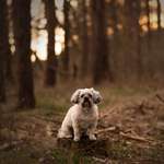 Ersteller:in Tobias Profilbild