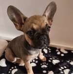 Ersteller:in Tiffany Profilbild