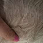 Ausschlag mit Schuppen-Beitrag-Bild