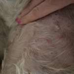 Ausschlag mit Schuppen-Beitrag-Bild