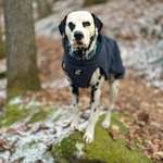 Ersteller:in Vanessa Profilbild